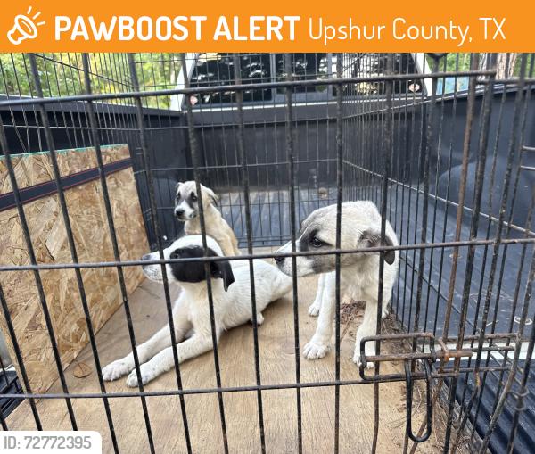 Found/Stray Unknown Dog last seen FTM 726 and Grouse , Upshur County, TX 75645