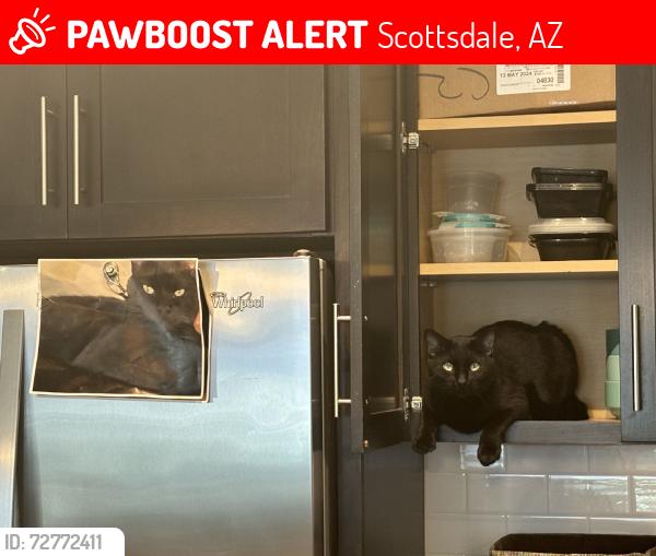 Lost Male Cat last seen Formation apmts, Scottsdale, AZ 85257