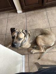 Lost Female Dog last seen West 139th st and Halldale Ave, Gardena, CA 90249