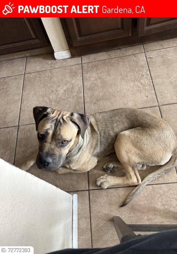 Lost Female Dog last seen West 139th st and Halldale Ave, Gardena, CA 90249