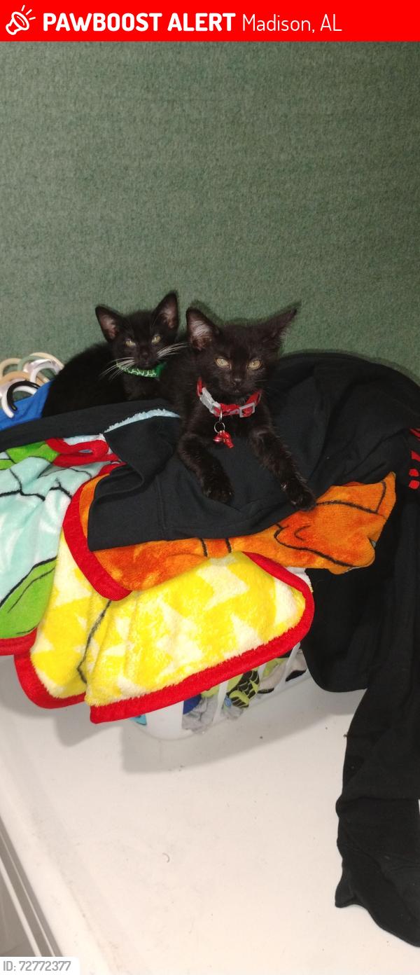 Lost Male Cat last seen Off of sullivan , Madison, AL 35758