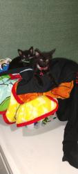 Lost Male Cat last seen Off of sullivan , Madison, AL 35758