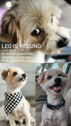 Lost Male Dog last seen Walnut street and Palm Ave. , Baldwin Park, CA 91706