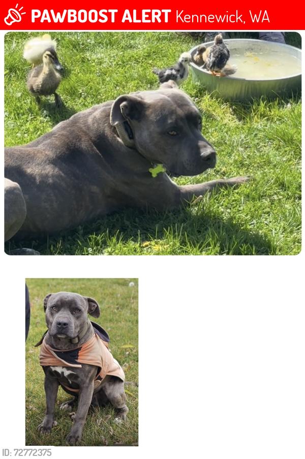Lost Male Dog last seen C and the 397 highway , Kennewick, WA 99337