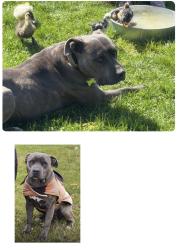 Lost Male Dog last seen C and the 397 highway , Kennewick, WA 99337