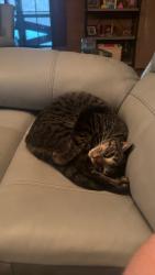 Lost Male Cat last seen Near Garnet Ridge Rd, Hiram, GA 30141