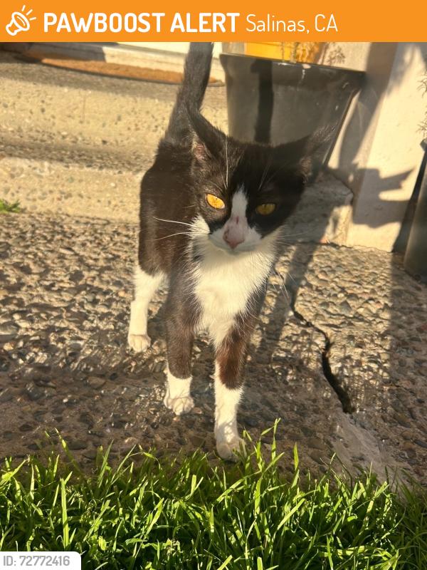 Found/Stray Male Cat last seen Near Acosta Plaza, Salinas, CA 93905