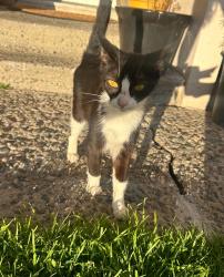 Found/Stray Male Cat last seen Near Acosta Plaza, Salinas, CA 93905