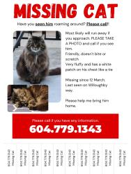 Lost Male Cat last seen Willoughby way, Langley, BC V2Y 1B9