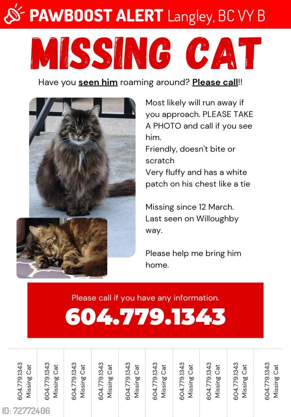 Lost Male Cat last seen Willoughby way, Langley, BC V2Y 1B9