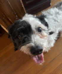 Found/Stray Male Dog last seen Chicora Dr. and Gravelbrook dr. , Richmond, VA 23234