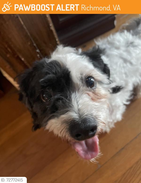 Found/Stray Male Dog last seen Chicora Dr. and Gravelbrook dr. , Richmond, VA 23234