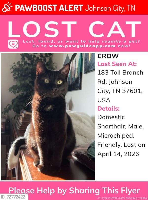 Lost Male Cat last seen Intersection of toll branch road and max jett road, Johnson City, TN 37601