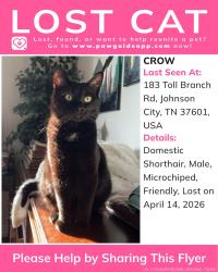Lost Male Cat last seen Intersection of toll branch road and max jett road, Johnson City, TN 37601