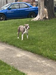 Found/Stray Unknown Dog last seen Road across from the Gaith Covenant church, Westerville, OH 43081