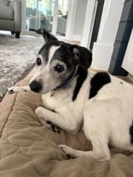 Lost Female Dog last seen Park across from riverside restaurant , Castle Hayne, NC 28429