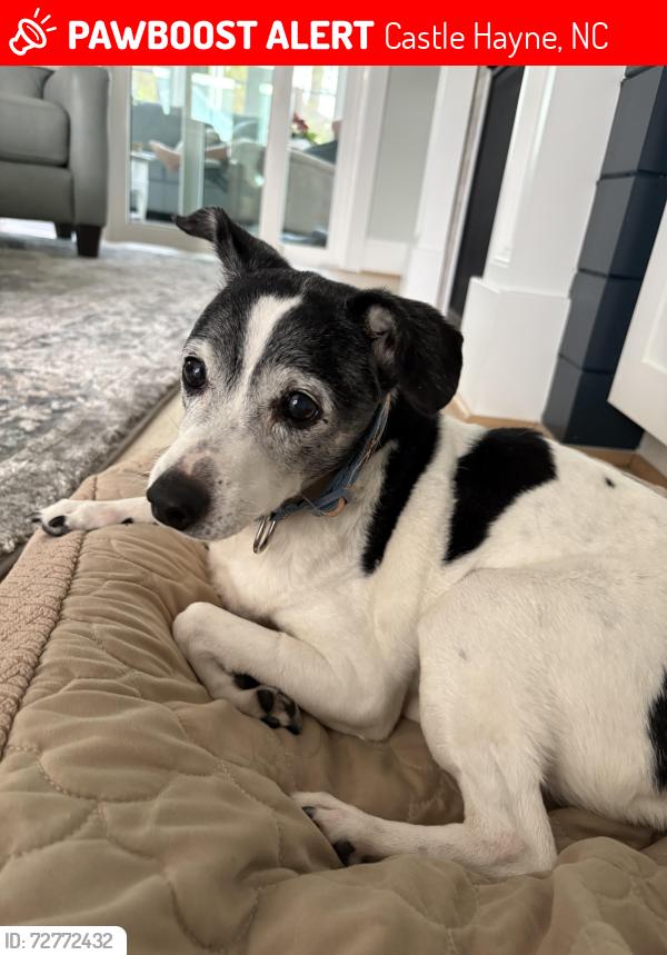Lost Female Dog last seen Park across from riverside restaurant , Castle Hayne, NC 28429