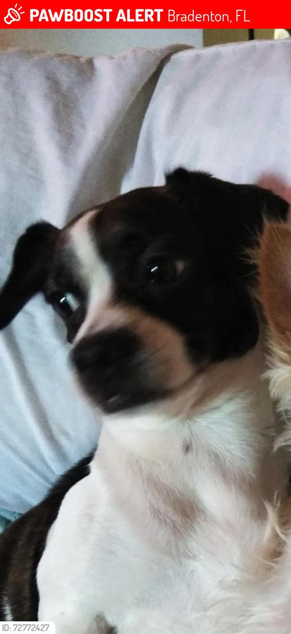 Lost Female Dog last seen 43rd st w and 9th w, Bradenton, FL 34209