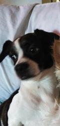 Lost Female Dog last seen 43rd st w and 9th w, Bradenton, FL 34209