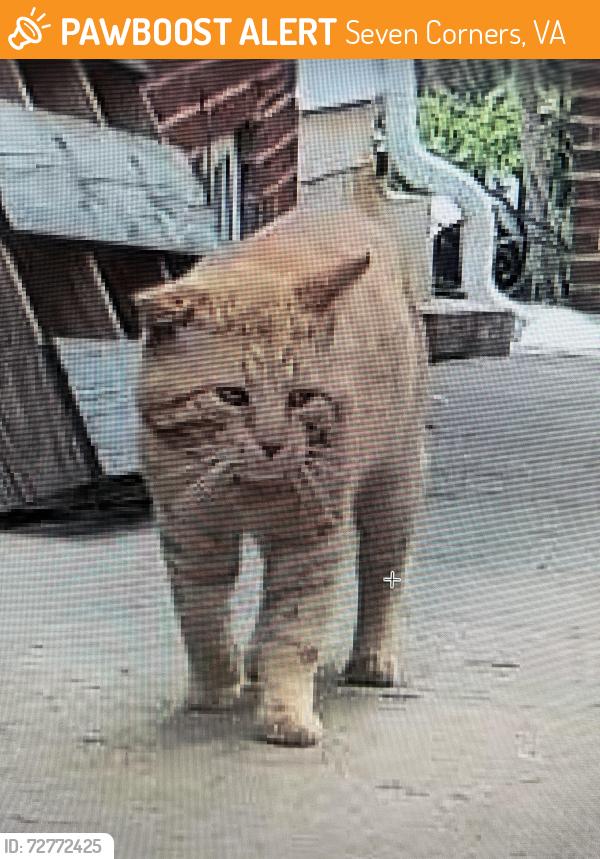 Found/Stray Male Cat last seen Apex circle , Seven Corners, VA 22044