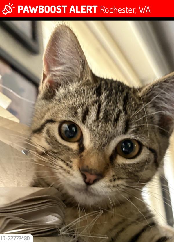 Lost Female Cat last seen Little Rock rd and 183rd , Rochester, WA 98579