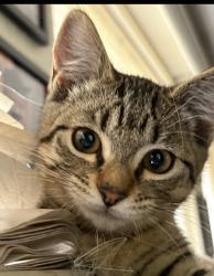 Lost Female Cat last seen Little Rock rd and 183rd , Rochester, WA 98579