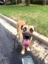 Found/Stray Female Dog last seen Glenwood Dr., Waco, TX 76708