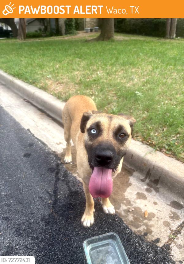 Found/Stray Female Dog last seen Glenwood Dr., Waco, TX 76708
