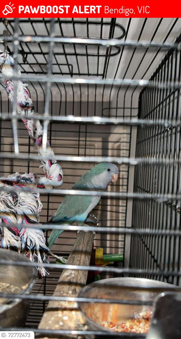 Lost Female Bird last seen bendigo area, Golden Square, VIC 3555