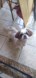 Lost Male Dog last seen Supermercado Euro , Parque das Nacoes, SP 13346-253