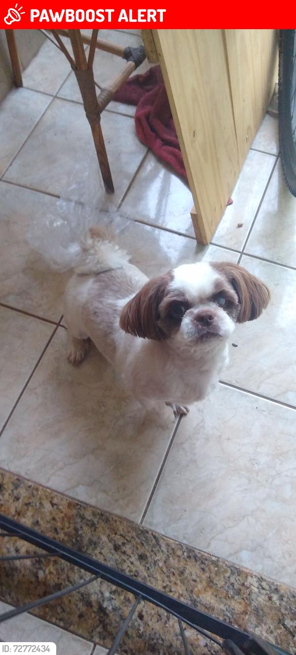 Lost Male Dog last seen Supermercado Euro , Parque das Nacoes, SP 13346-253