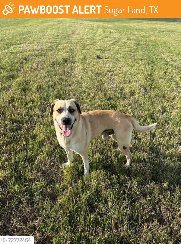 Found/Stray Male Dog last seen Smart Financial Centre, Sugar Land, TX 77479