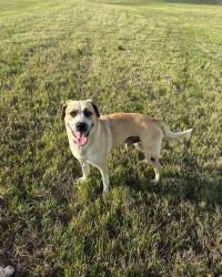 Found/Stray Male Dog last seen Smart Financial Centre, Sugar Land, TX 77479