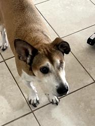 Lost Male Dog last seen Near sunnybrook and sunnydale, Englewood, FL 34224