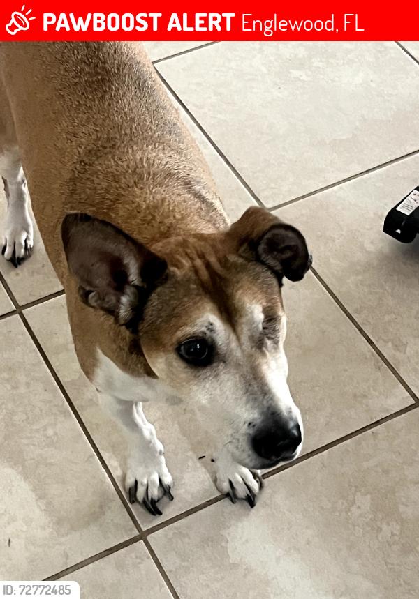 Lost Male Dog last seen Near sunnybrook and sunnydale, Englewood, FL 34224
