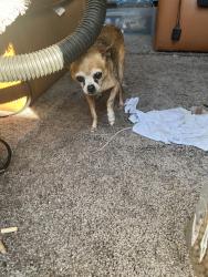 Found/Stray Male Dog last seen Near bunker Ave, El Monte, CA 91732
