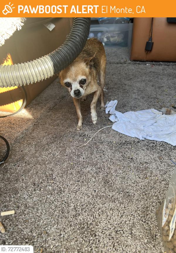 Found/Stray Male Dog last seen Near bunker Ave, El Monte, CA 91732