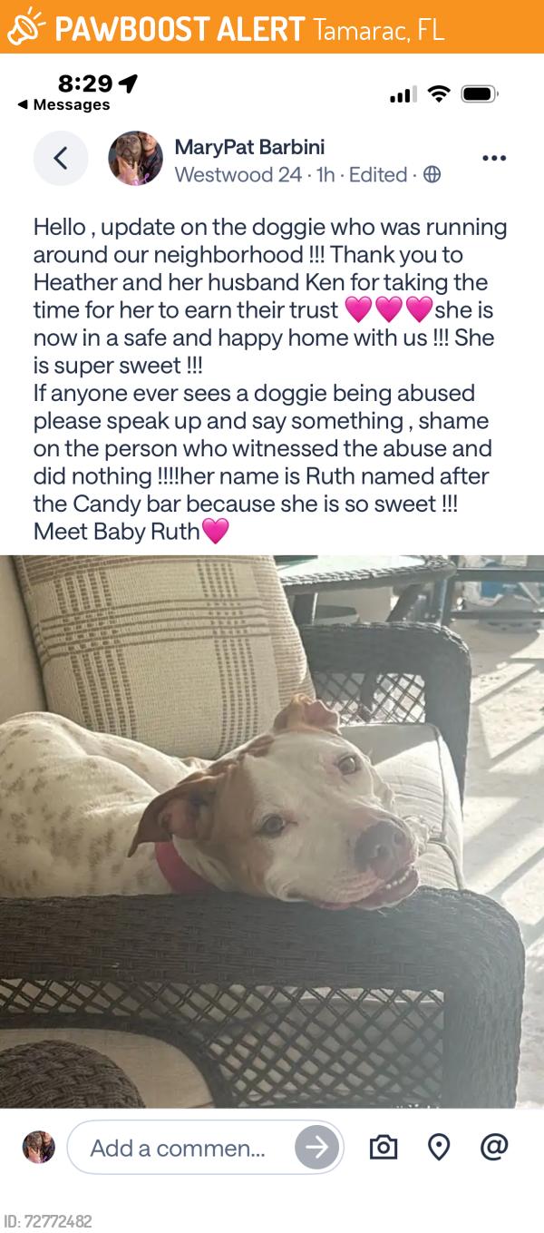 Found/Stray Female Dog last seen 100th terrace , Tamarac, FL 33321