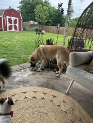 Found/Stray Male Dog last seen SW Hillside Dr.  Burleson, Burleson, TX 76028