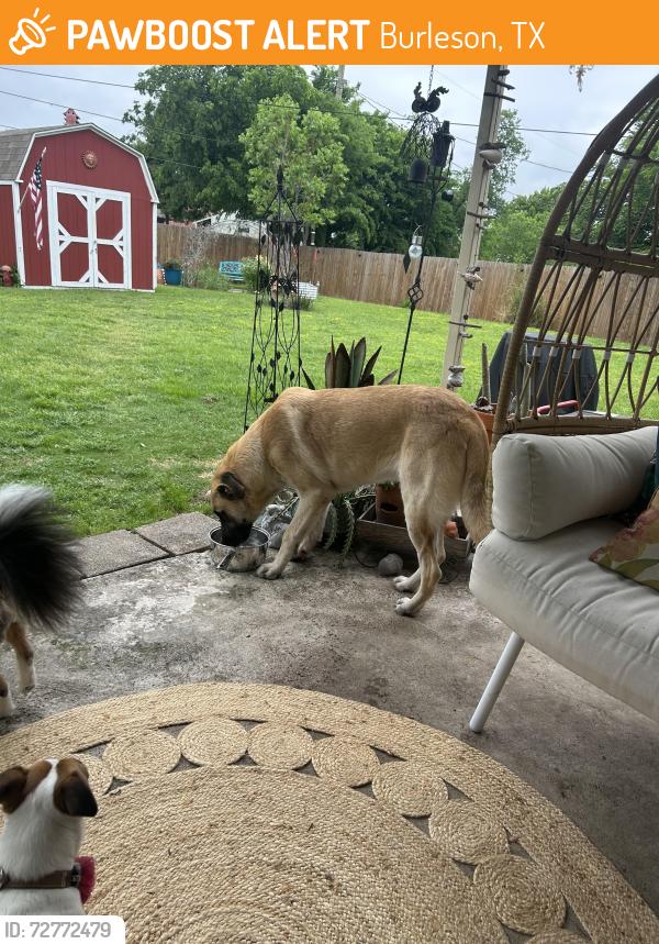 Found/Stray Male Dog last seen SW Hillside Dr.  Burleson, Burleson, TX 76028