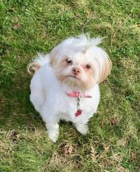 Lost Female Dog last seen Valley View & Black Shadow Ln , Paradise, CA 95969