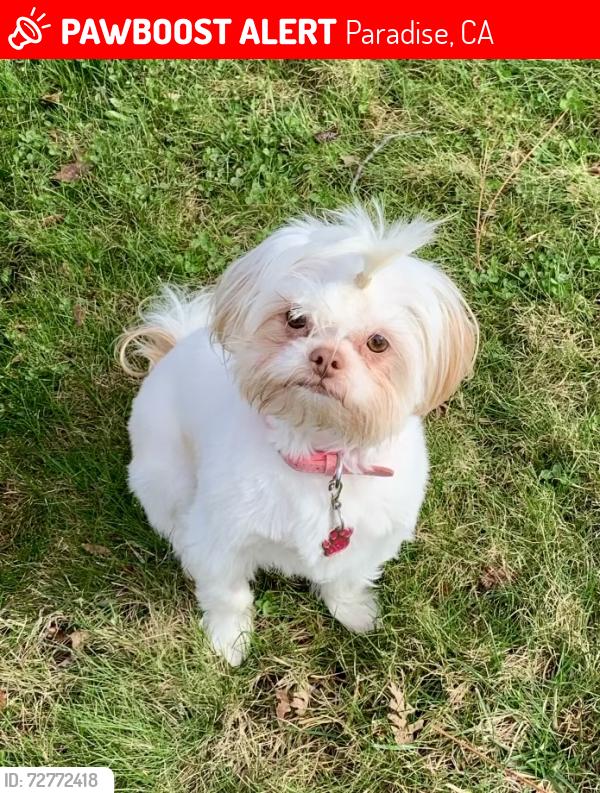 Lost Female Dog last seen Valley View & Black Shadow Ln , Paradise, CA 95969