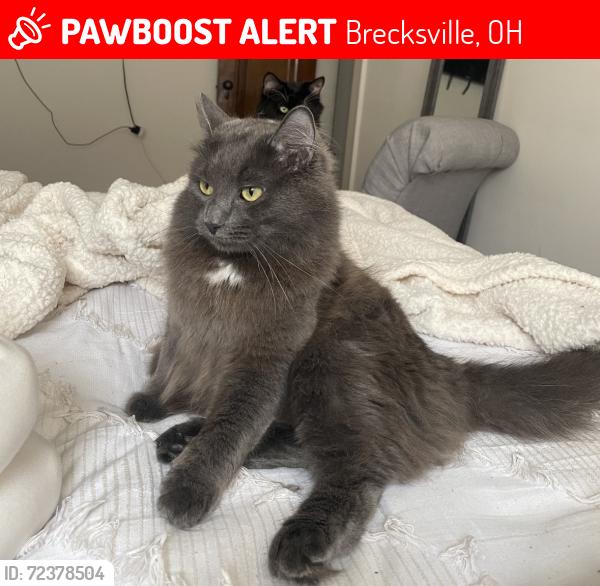 Lost Male Cat last seen Cranbrook St & Brecksville Rd across from the Brecksville library, Brecksville, OH 44141