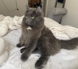 Lost Male Cat last seen Cranbrook St & Brecksville Rd across from the Brecksville library, Brecksville, OH 44141