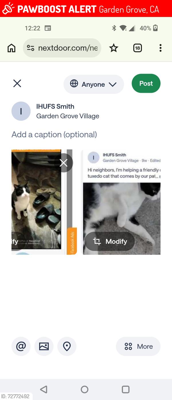 Lost Female Cat last seen Westminster & Newhope , Garden Grove, CA 92843