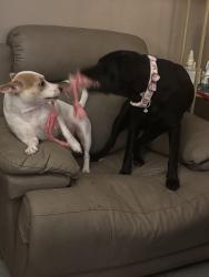 Lost Female Dog last seen Central and tyler, Wichita, KS 67212