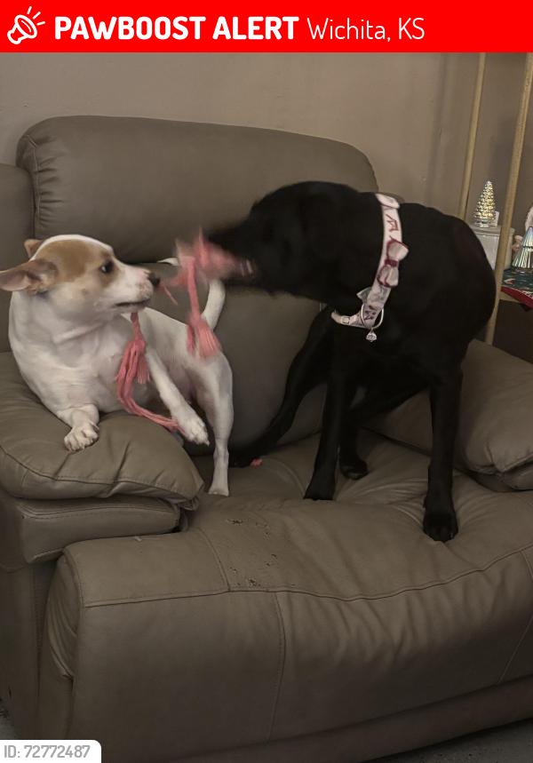 Lost Female Dog last seen Central and tyler, Wichita, KS 67212