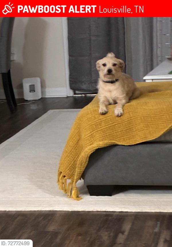 Lost Male Dog last seen Louisville marina, Louisville, TN 37777
