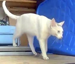Found/Stray Male Cat last seen Nenana and Willowgrove, Houston, TX 77035