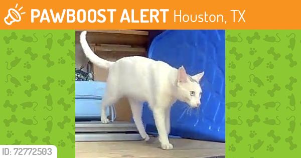Found/Stray Male Cat last seen Nenana and Willowgrove, Houston, TX 77035